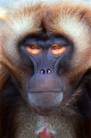 An portrait of a nice ape with orange eyes Stock Photo - Budget Royalty-Free & Subscription, Code: 400-04196042