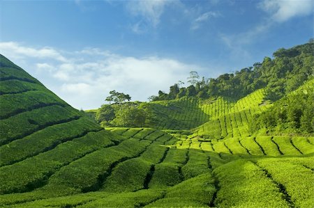 sky tea - Tea Plantations at Cameron Highlands Malaysia, Asia. Stock Photo - Budget Royalty-Free & Subscription, Code: 400-04196058