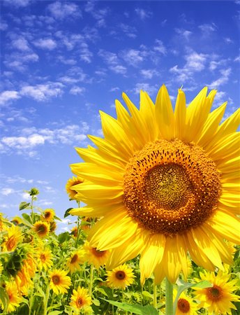 simsearch:400-05682398,k - Yellow sunflowers and blue sky Stock Photo - Budget Royalty-Free & Subscription, Code: 400-04196827