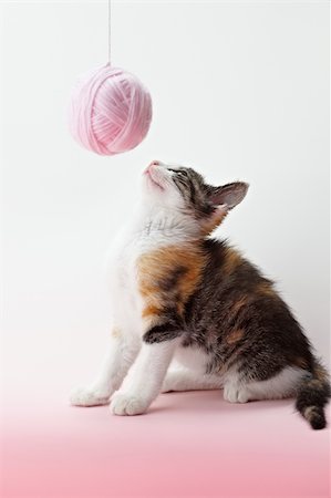 simsearch:400-07250074,k - tricolor female kitten playing with ball of whool on pink background. Vertical shape, copy space Photographie de stock - Aubaine LD & Abonnement, Code: 400-04196867