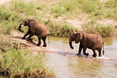 simsearch:400-04276083,k - Two African elephants walking through a river Stock Photo - Budget Royalty-Free & Subscription, Code: 400-04197495