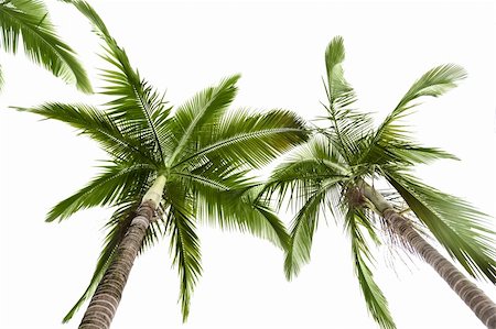 single coconut tree picture - Green palm tree on white background Stock Photo - Budget Royalty-Free & Subscription, Code: 400-04197501