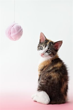 tricolor female kitten playing with ball of whool on pink background. Vertical shape, copy space Stock Photo - Budget Royalty-Free & Subscription, Code: 400-04199354