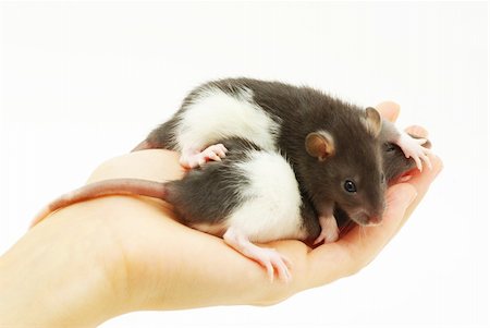 simsearch:400-04719873,k - funny rat in hands  isolated on white background Stock Photo - Budget Royalty-Free & Subscription, Code: 400-04199464