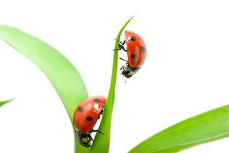 simsearch:400-05883361,k - red ladybug on green grass isolated Photographie de stock - Aubaine LD & Abonnement, Code: 400-04199465