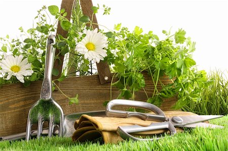 Fresh herbs in wooden box with garden tools Stock Photo - Budget Royalty-Free & Subscription, Code: 400-04199675