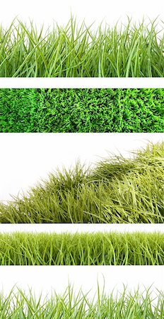 sandralise (artist) - Assortment of different grass on white background Foto de stock - Super Valor sin royalties y Suscripción, Código: 400-04199708