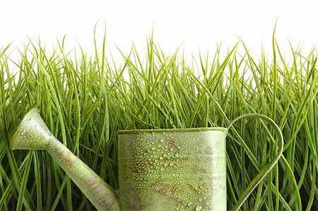 simsearch:400-05744585,k - Small watering can with tall grass against white background Stock Photo - Budget Royalty-Free & Subscription, Code: 400-04199729