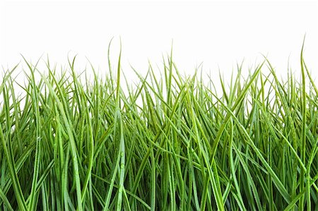 simsearch:400-05744585,k - Tall wet grass against a white background Stock Photo - Budget Royalty-Free & Subscription, Code: 400-04199735