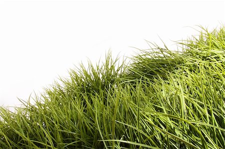 simsearch:400-05744585,k - Tall green grass blowing in the wind Stock Photo - Budget Royalty-Free & Subscription, Code: 400-04199732
