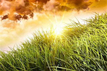 simsearch:400-05744585,k - Tall green grass blowing in the wind Stock Photo - Budget Royalty-Free & Subscription, Code: 400-04199733