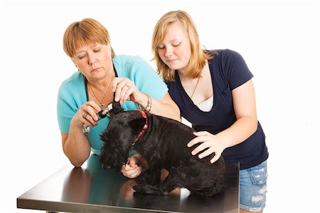 schottischer terrier - Female veterinarian looks inside a dog's ears while the teen owner keeps it calm.  Isolated on white. Stockbilder - Microstock & Abonnement, Bildnummer: 400-04199846