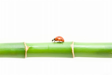 simsearch:400-05883361,k - red ladybug on green grass isolated on white Photographie de stock - Aubaine LD & Abonnement, Code: 400-04199948