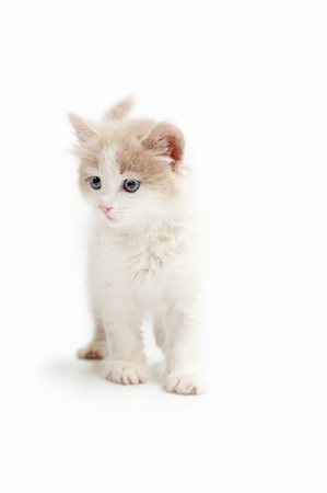 simsearch:400-04736441,k - Young kitten Photographie de stock - Aubaine LD & Abonnement, Code: 400-04190319