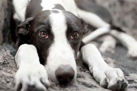Greyhound (six-month-old puppy) lying on sofa Photographie de stock - Aubaine LD & Abonnement, Code: 400-04190326