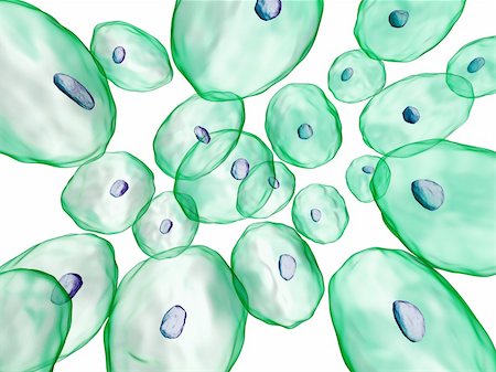 sem - 3d rendered illustration of human cells Stock Photo - Budget Royalty-Free & Subscription, Code: 400-04191139
