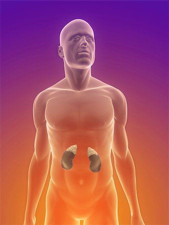 eraxion (artist) - 3d rendered illustration of male body with kidneys and adrenal glands Fotografie stock - Microstock e Abbonamento, Codice: 400-04191359