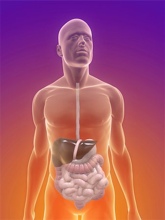 simsearch:400-04163509,k - 3d rendered illustration of male body with digestive system Fotografie stock - Microstock e Abbonamento, Codice: 400-04191362