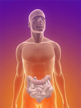 eraxion (artist) - 3d rendered illustration of male body with colon and small intestines Fotografie stock - Microstock e Abbonamento, Codice: 400-04191363