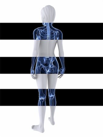 3d rendered illustration of a female body with healthy joints Foto de stock - Super Valor sin royalties y Suscripción, Código: 400-04191523