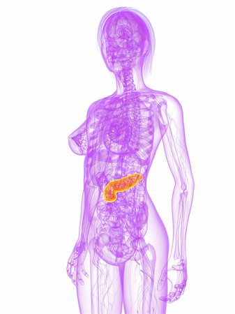 simsearch:400-04189602,k - 3d rendered illustration of a female anatomy with highlighted pancreas Stock Photo - Budget Royalty-Free & Subscription, Code: 400-04191548