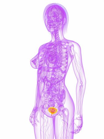3d rendered illustration of a female anatomy with highlighted bladder Stock Photo - Budget Royalty-Free & Subscription, Code: 400-04191554