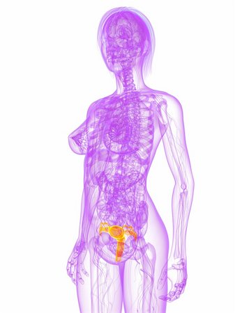 stomach cancer color - 3d rendered illustration of a female anatomy with highlighted uterus Stock Photo - Budget Royalty-Free & Subscription, Code: 400-04191552