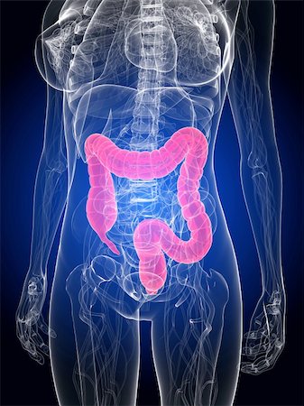 digestion female - 3d rendered illustration of a female anatomy with highlighted colon Foto de stock - Super Valor sin royalties y Suscripción, Código: 400-04191576
