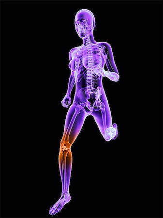 simsearch:400-04683335,k - 3d rendered illustration of a running female skeleton with highlighted knee joint Stock Photo - Budget Royalty-Free & Subscription, Code: 400-04191615