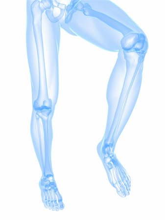 3d rendered illustration of healthy skeletal knees Stock Photo - Budget Royalty-Free & Subscription, Code: 400-04191630