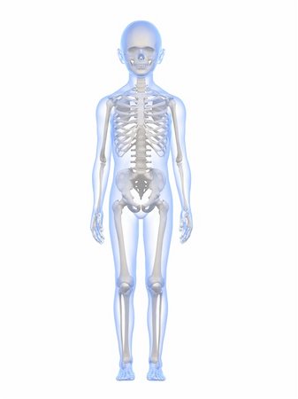 3d rendered illustration of a child skeleton Stock Photo - Budget Royalty-Free & Subscription, Code: 400-04191646