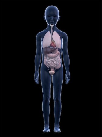 eraxion (artist) - 3d rendered illustration of a child anatomy with organs Fotografie stock - Microstock e Abbonamento, Codice: 400-04191662