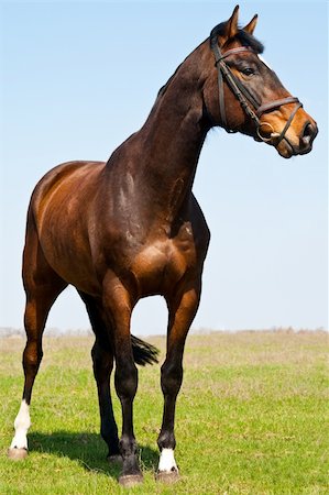 steigbügel - The young stallion on the green meadow Stockbilder - Microstock & Abonnement, Bildnummer: 400-04192144