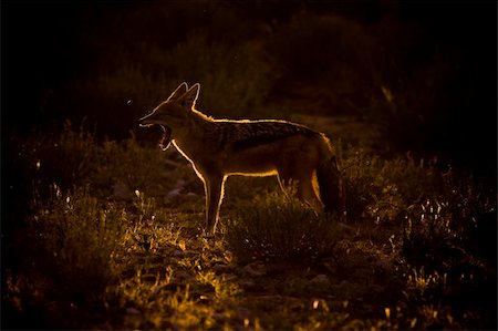 Rim light outline of a black-backed jackal in the kalahari desert Stock Photo - Budget Royalty-Free & Subscription, Code: 400-04193627