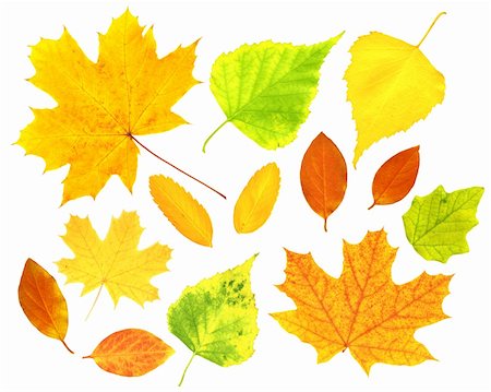Set - autumn leafs of a birch, maple and barberry Photographie de stock - Aubaine LD & Abonnement, Code: 400-04204655