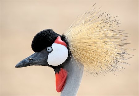 simsearch:400-07247879,k - The head is crowned crane, close-up Stock Photo - Budget Royalty-Free & Subscription, Code: 400-04204736