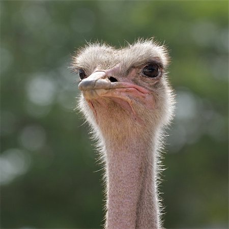simsearch:400-04269229,k - Ostrich at the zoo, head close-ups. Foto de stock - Royalty-Free Super Valor e Assinatura, Número: 400-04204737