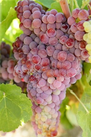 simsearch:400-04654701,k - Agriculture wine red grapefruit field in Spain Photographie de stock - Aubaine LD & Abonnement, Code: 400-04204958