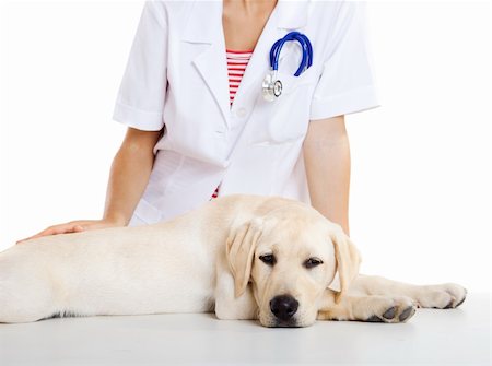 simsearch:400-08372788,k - Young female veterinary taking care of a beautiful labrador dog Stock Photo - Budget Royalty-Free & Subscription, Code: 400-04205184