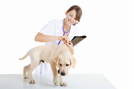 examination folder - Young female veterinary taking care of a beautiful labrador dog Stock Photo - Budget Royalty-Free & Subscription, Code: 400-04205185