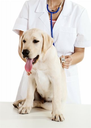 simsearch:400-08372788,k - Young female veterinary caring of a cute beautiful dog Stock Photo - Budget Royalty-Free & Subscription, Code: 400-04205187