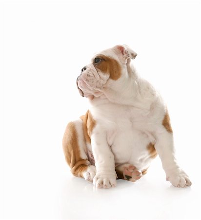 simsearch:400-08192678,k - adorable three month old english bulldog puppy sitting with reflection on white background Foto de stock - Super Valor sin royalties y Suscripción, Código: 400-04205289
