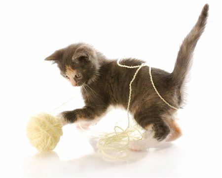 short haired kitten playing with ball of yellow yarn with reflection on white background Stock Photo - Budget Royalty-Free & Subscription, Code: 400-04205295