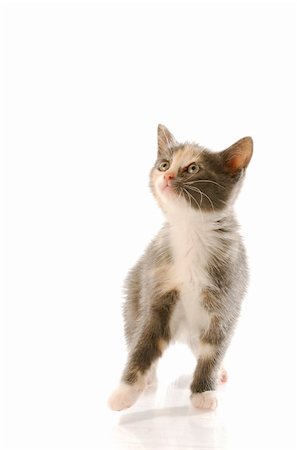 simsearch:400-04190329,k - eight week old female kitten standing up with reflection on white background Stock Photo - Budget Royalty-Free & Subscription, Code: 400-04205335