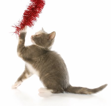kitten tugging on christmas garland with reflection on white background Stock Photo - Budget Royalty-Free & Subscription, Code: 400-04205336