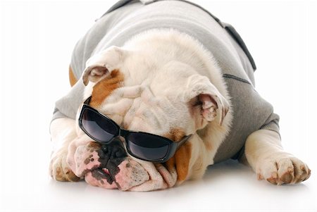 fat dog - adorable english bulldog wearing dark sunglasses with reflection on white background Stock Photo - Budget Royalty-Free & Subscription, Code: 400-04205331