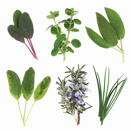 Herb leaf sprigs of sage varieties, chives, oregano and rosemary leaf and flower sprigs, isolated over white background. Stockbilder - Microstock & Abonnement, Bildnummer: 400-04205650