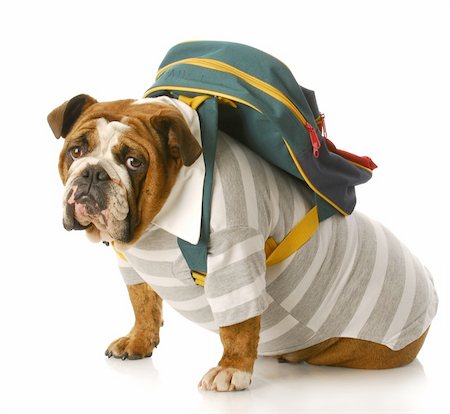 english bulldog wearing striped shirt and back pack sitting with reflection on white background Stock Photo - Budget Royalty-Free & Subscription, Code: 400-04205808