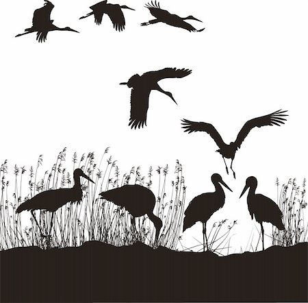 simsearch:400-04261591,k - black and white vector illustration of storks on the lakeside Foto de stock - Super Valor sin royalties y Suscripción, Código: 400-04205845