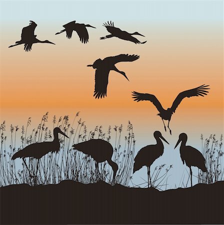 simsearch:400-05915246,k - Vector illustration of storks on the lakeside Photographie de stock - Aubaine LD & Abonnement, Code: 400-04205846